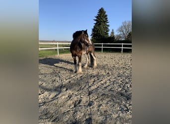 Shire Horse, Jument, 10 Ans, 180 cm, Bai
