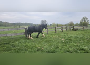 Shire Horse, Jument, 10 Ans, 180 cm, Noir