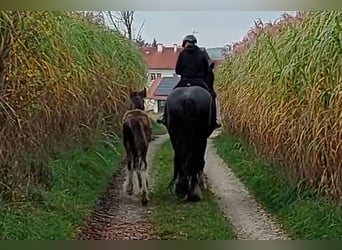 Shire Horse, Jument, 10 Ans, 191 cm, Noir