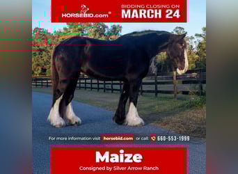 Shire Horse, Jument, 11 Ans, 173 cm, Noir