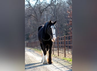 Shire Horse, Jument, 11 Ans, 173 cm, Noir