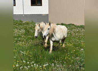 Shire Horse, Jument, 11 Ans, 175 cm, Gris