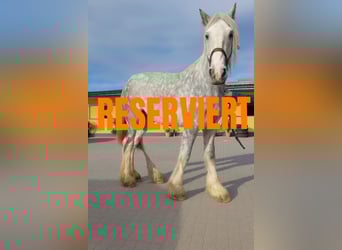 Shire Horse, Jument, 11 Ans, 187 cm, Gris