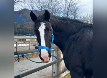 Shire Horse, Jument, 11 Ans, 191 cm, Bai brun