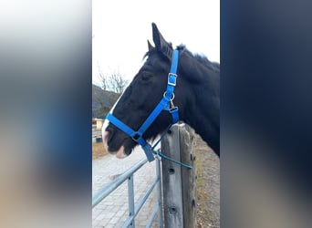 Shire Horse, Jument, 11 Ans, 191 cm, Bai brun