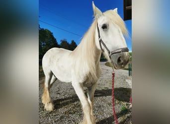 Shire Horse, Jument, 13 Ans, 177 cm, Gris