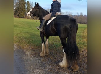 Shire Horse, Jument, 16 Ans, 175 cm, Bai