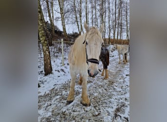 Shire Horse, Jument, 16 Ans, 180 cm, Gris
