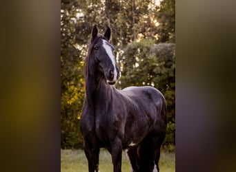 Shire Horse, Jument, 16 Ans, 188 cm, Noir