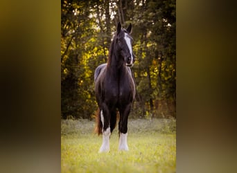 Shire Horse, Jument, 16 Ans, 188 cm, Noir