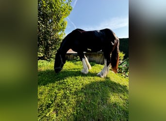 Shire Horse, Jument, 16 Ans, 188 cm, Noir