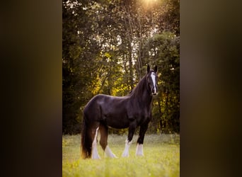 Shire Horse, Jument, 16 Ans, 188 cm, Noir