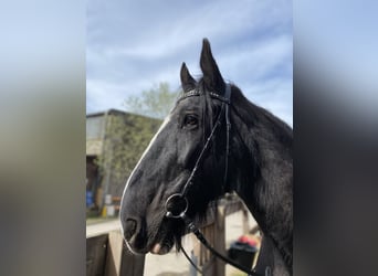 Shire Horse, Jument, 16 Ans, 188 cm, Noir