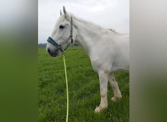 Shire Horse, Jument, 17 Ans, 180 cm, Gris