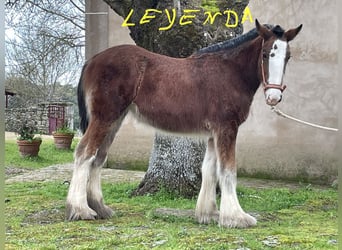 Shire Horse, Jument, 1 Année, 152 cm, Bai