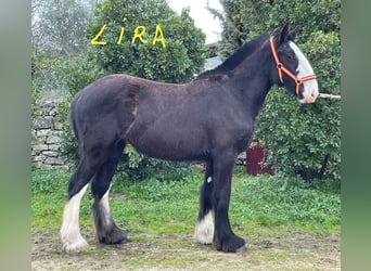 Shire Horse, Jument, 1 Année, 155 cm, Noir