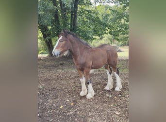 Shire Horse, Jument, 1 Année, 173 cm, Bai cerise