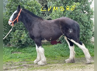 Shire Horse, Jument, 1 Année