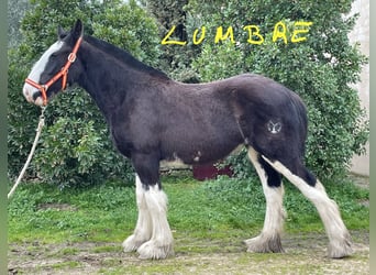 Shire Horse, Jument, 1 Année