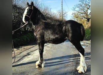 Shire Horse, Jument, 1 Année