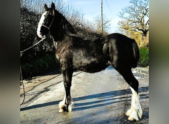 Shire Horse, Jument, 1 Année