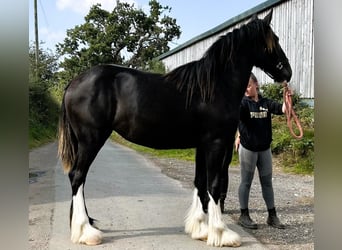 Shire Horse, Jument, 1 Année