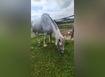 Shire Horse, Jument, 23 Ans, 179 cm, Gris