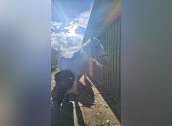 Shire Horse, Jument, 24 Ans, 179 cm, Gris