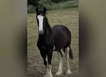 Shire Horse, Jument, 2 Ans, 165 cm, Noir