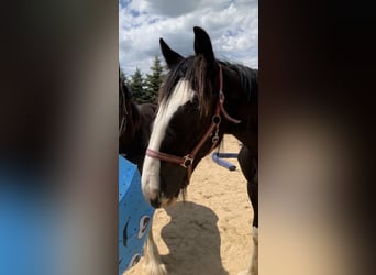 Shire Horse, Jument, 2 Ans, 170 cm, Noir