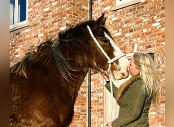 Shire Horse, Jument, 2 Ans