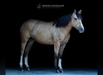 Shire Horse Croisé, Jument, 3 Ans, 157 cm, Buckskin