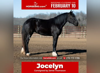 Shire Horse, Jument, 3 Ans, 168 cm, Noir