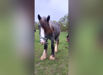 Shire Horse, Jument, 3 Ans, 170 cm, Peut devenir gris