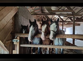 Shire Horse, Jument, 3 Ans, 185 cm, Bai