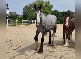 Shire Horse, Jument, 3 Ans, 185 cm, Bai