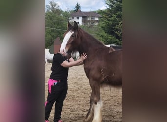 Shire Horse, Jument, 3 Ans, 185 cm, Bai