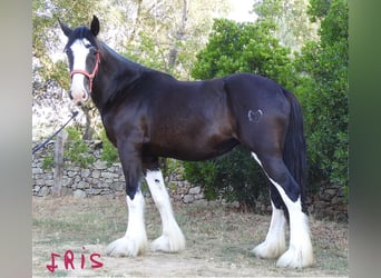 Shire Horse, Jument, 3 Ans