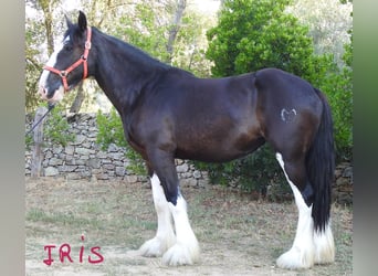 Shire Horse, Jument, 3 Ans