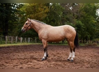 Shire Horse Croisé, Jument, 4 Ans, 157 cm, Buckskin