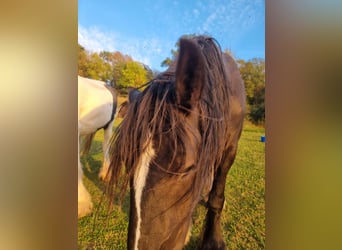 Shire Horse, Jument, 4 Ans, 171 cm, Noir