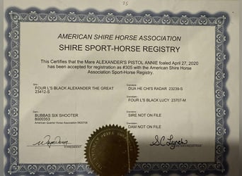 Shire Horse, Jument, 5 Ans, 157 cm, Rouan Bleu