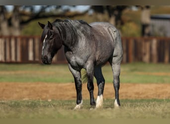 Shire Horse, Jument, 5 Ans, 160 cm, Rouan Bleu