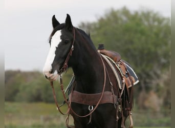 Shire Horse Croisé, Jument, 5 Ans, 163 cm, Noir