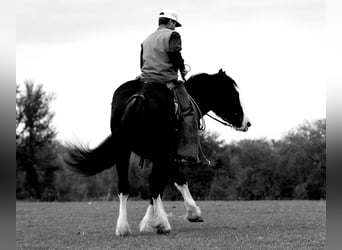 Shire Horse Croisé, Jument, 5 Ans, 163 cm, Noir