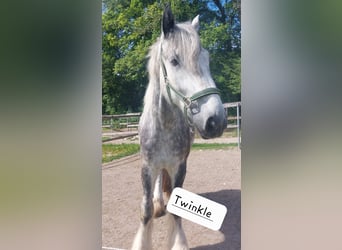 Shire Horse, Jument, 5 Ans, 175 cm, Gris