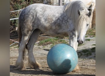 Shire Horse, Jument, 5 Ans, 175 cm, Gris pommelé