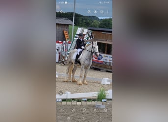 Shire Horse, Jument, 5 Ans, 175 cm, Gris pommelé