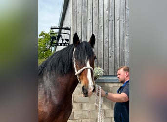 Shire Horse, Jument, 5 Ans
