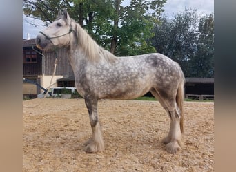 Shire Horse, Jument, 6 Ans, 170 cm, Gris pommelé